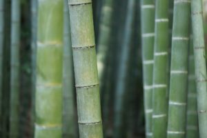 Dr Yann Guez vante les mérites écologiques du bambou