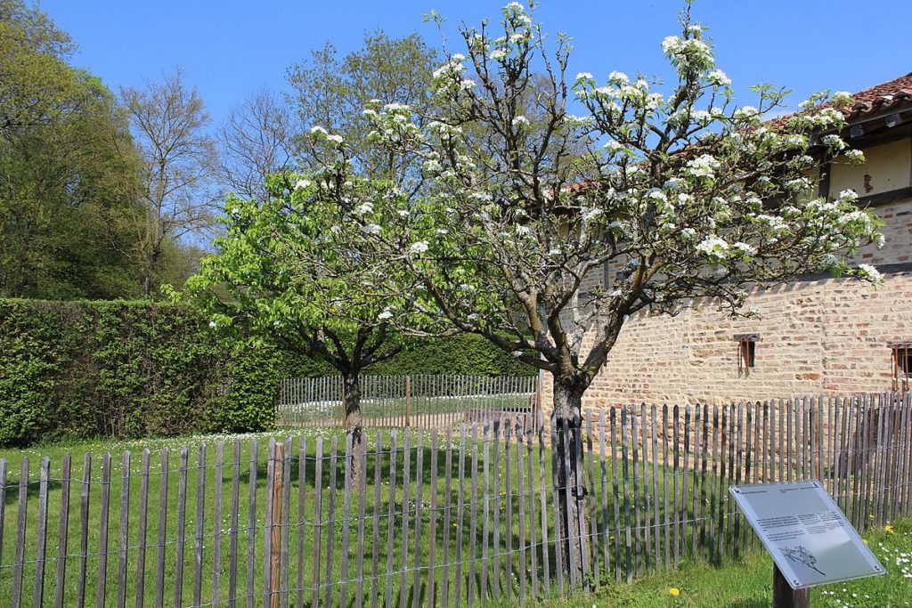 arbres fruitiers