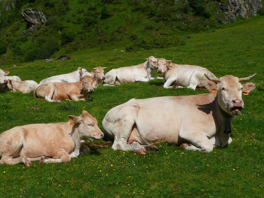 animaux de la ferme