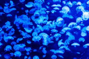 Les méduses : l'envahisseur des mers et des océans qui pose problème